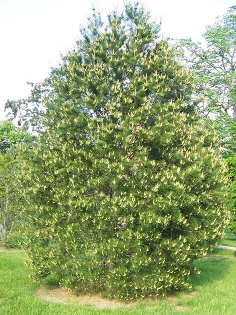 Lacebark Pine tree